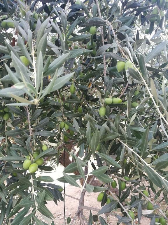Elea Stone Houses In Organic Quiet Olive Grove, Prinos, Thassos Esterno foto